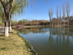 -大兴滨河森林公园