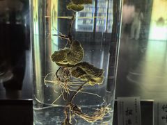 -广东中医药博物馆