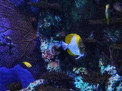 -上海海洋水族馆