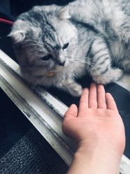 -众刺纹画·纹身·穿孔饰品·海娜定制