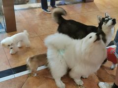 -more than meow吴止猫主题餐厅(承德 中船汇店)