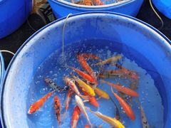 -中环花鸟鱼虫市场
