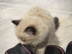 -瑞派·关忠动物医院·猫专科·犬专科(三环新城店)