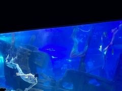 -江和美海洋公园