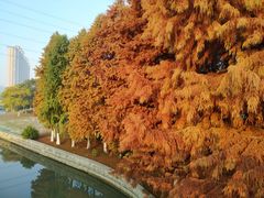 -九里河湿地公园