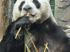 -栾川竹海野生动物园