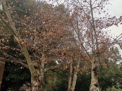 -四川大学(望江校区)