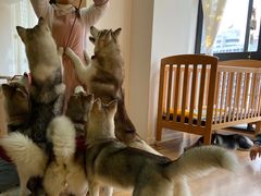 -Husky Go! 哈士奇体验馆·宠物咖啡厅狗咖