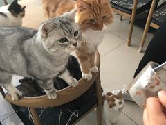 -平行世界·猫咖(首经贸店)
