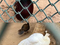 -秦皇岛野生动物园