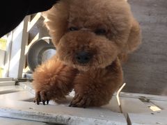 -暖阳宠物医院·犬猫康复中心·骨科