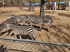 -石家庄市动物园