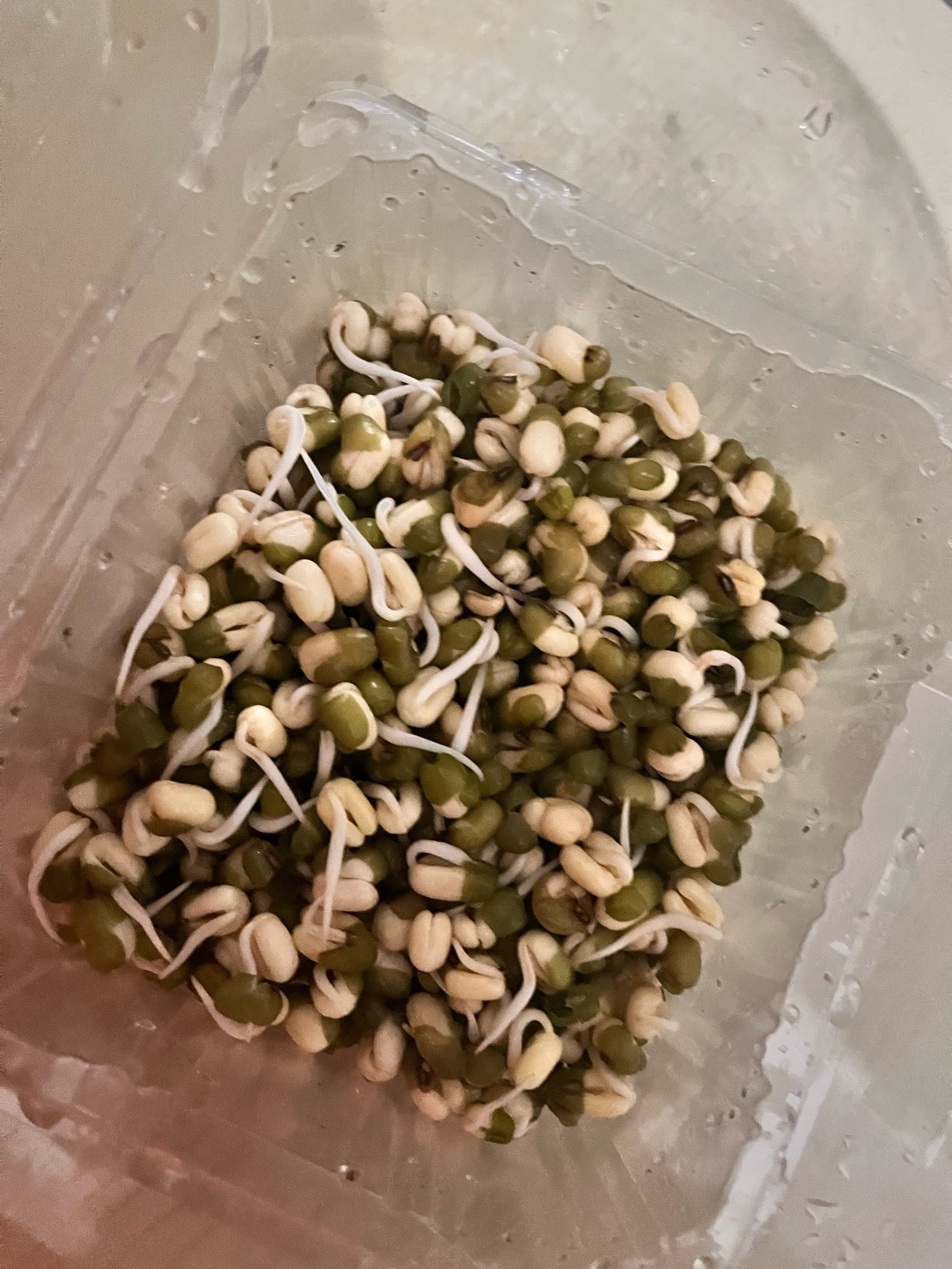 发豆芽菜的小窍门分享