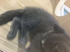 -屋虎猫馆(宝安大仟里店)