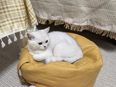 -lincat·猫舍(广州店)