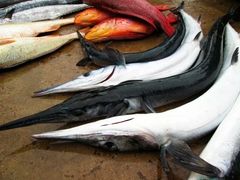 -尼甘布海鲜市场