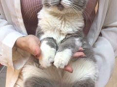 -lincat·猫舍(广州店)