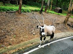 -清迈夜间动物园