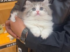 -欣宠猫屋·矮脚拿破仑·蓝金金渐层