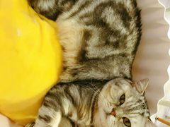 -喵的天空名猫咖啡馆·撸猫·猫舍·用品