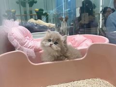 -babydoll猫舍·米努特·德文·缅因(久光中心店)