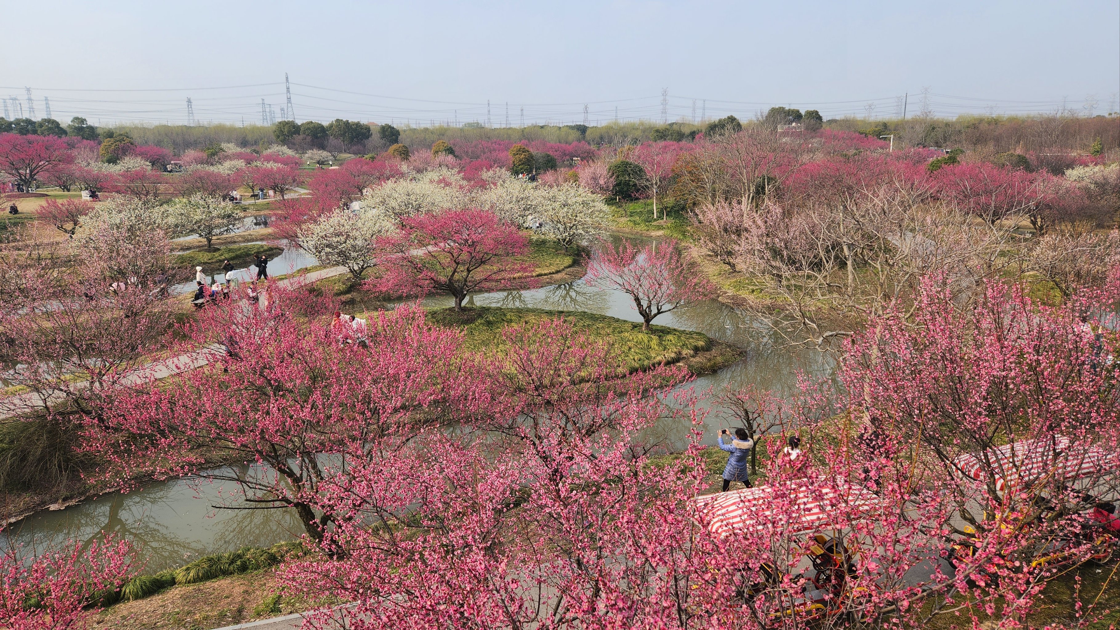 花开海上生态园梅花图片