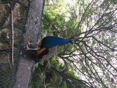 iphone_upload_pic-百鸟园