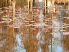 -白鹭湾湿地公园