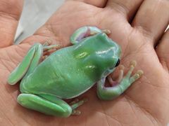 -上海大自然野生昆虫馆(东方明珠·爬宠昆虫探索中心)