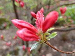 -洛阳白云山景区