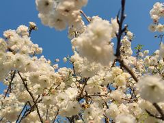 -天适樱花悠乐园