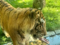 -北京野生动物园