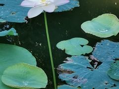 -后襄河公园