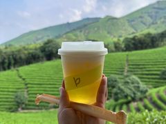 -白茶原·一片叶子