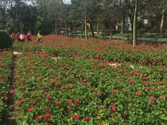 -广东花都香草世界旅游度假区