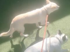 -宠物寄养训练学校