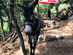 -阳台山自然风景区