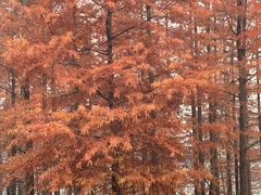 -白鹭湾湿地公园