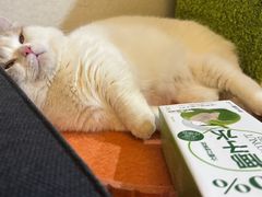 -欣宠猫屋·矮脚拿破仑·蓝金金渐层