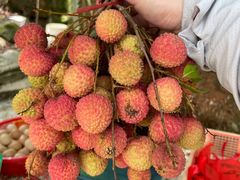 -东莞市大岭山森林公园