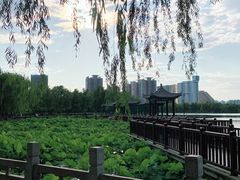 -莲花池公园
