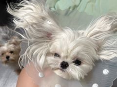 -达爱动物医院·犬猫分区·CT·复杂眼科(远洋山水分院)