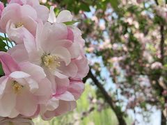 -海棠花溪(元大都城垣遗址公园)