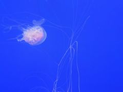 -上海海洋水族馆