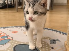 -有喵·猫咖·狗咖·30几只猫10只小狗(岗厦店)