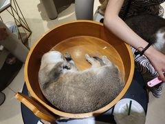 -藏猫猫咖啡主题馆(中央大道店)