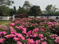 -盆景园(扬州大运河文化旅游度假区)