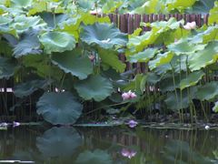 -陈家山荷花公园