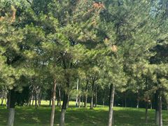 -汉长安城未央宫国家考古遗址公园