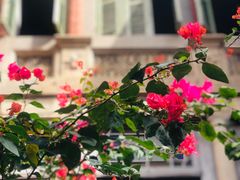 -杨桃院子旅馆(厦门鼓浪屿中华红墨店)
